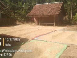 Awak Media BPN TV Lakukan Kontrol Sosial Saat Panen Raya Petani Wanasalam