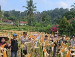 Panen Raya Jagung di Cilograng, Wujud Dukung Ketahanan Pangan Nasional