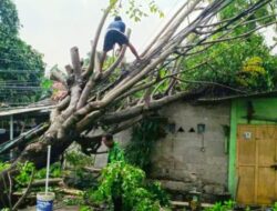 Puluhan Pohon Tumbang di Kota Tangerang, Pemkot Gerak Cepat Lakukan Evakuasi